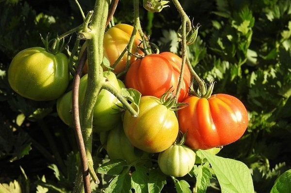 Gastronomi Gaziantep